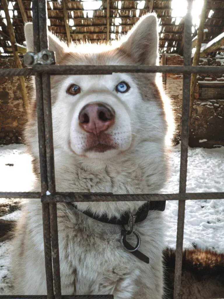 SHE TRAVELLED THE WORLD HUSKY FARM ESTONIA