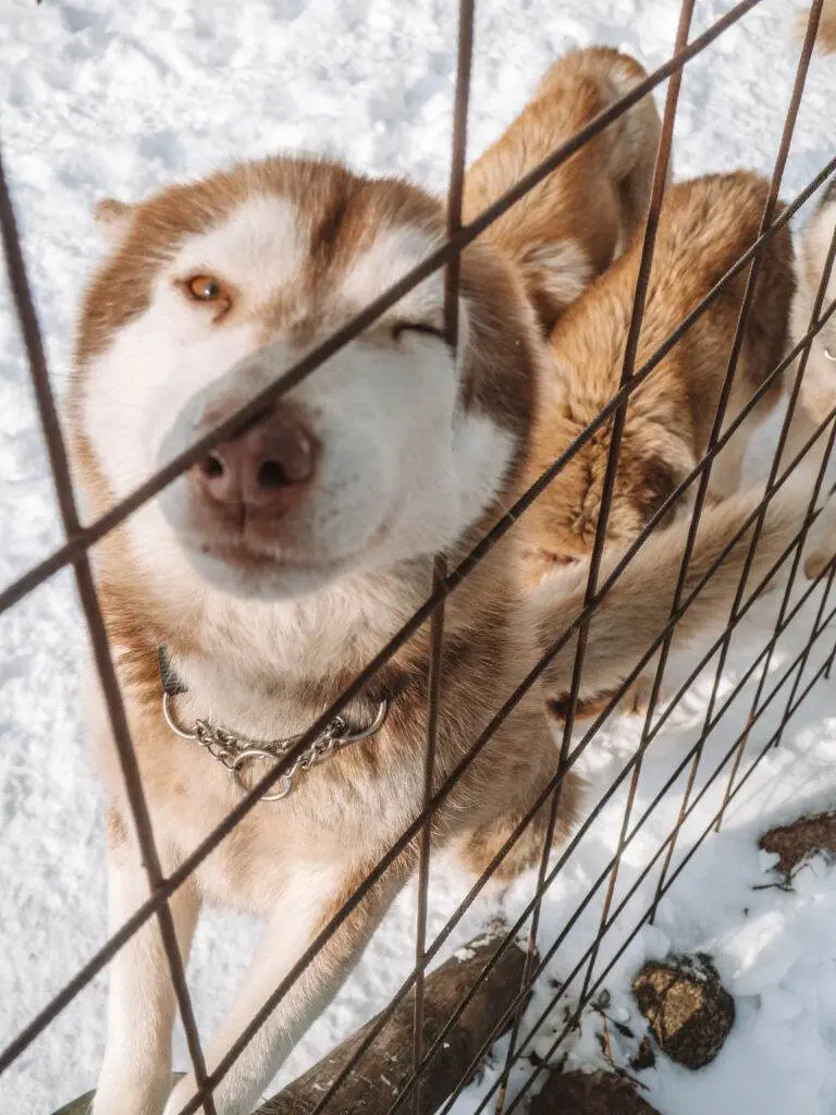 HUSKY FARM TALLINN TRAVEL GUIDE