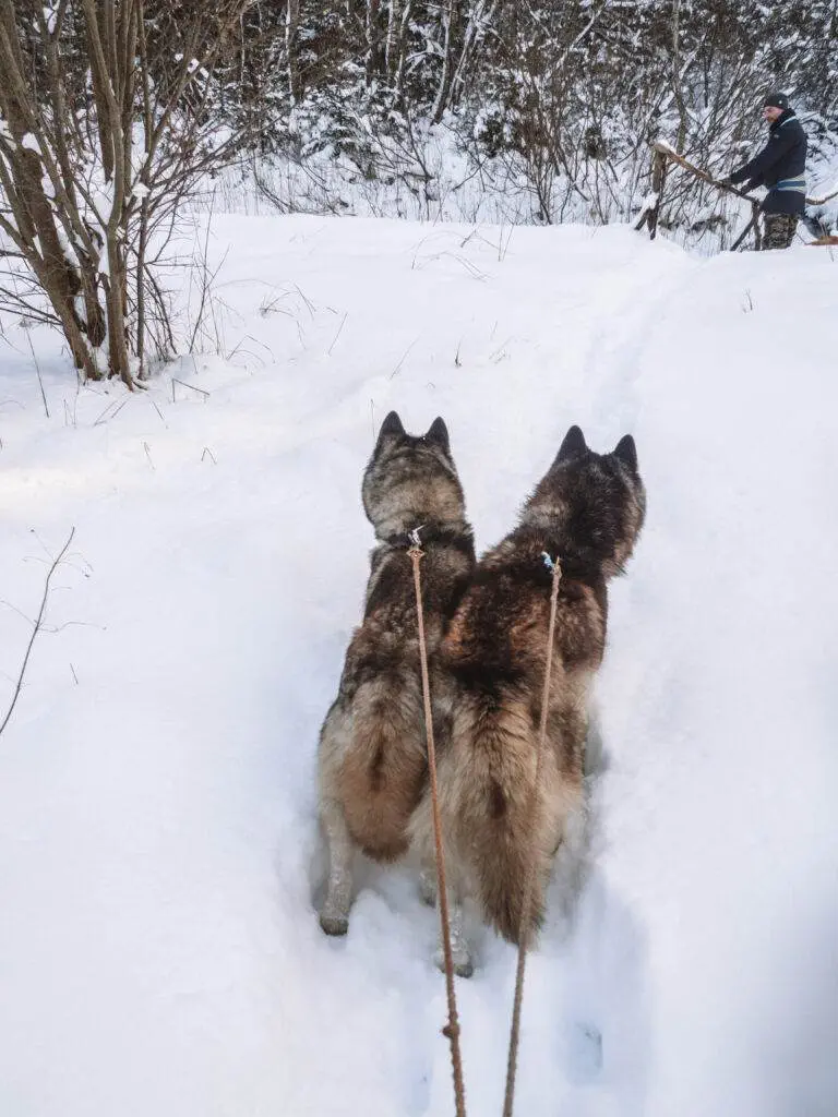HUSKY FARM TALLINN WEEKEND TRAVEL GUIDE