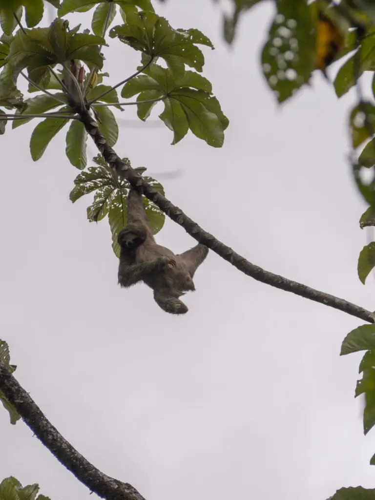 SLOTH COSTA RICA